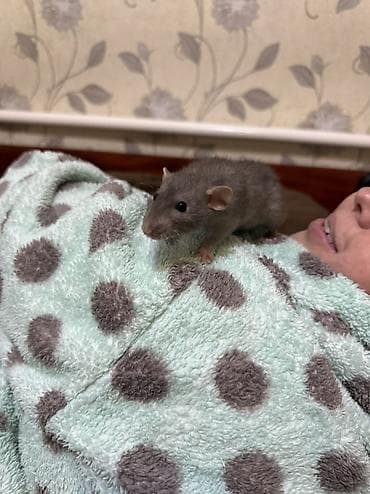 Кемирүүчүлөр: Две декоративные крысы-девочки, возраст 5 месяцев. В комплекте отдам — 2