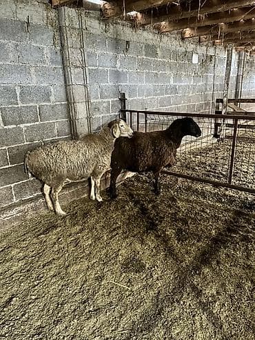 романовский баран: Продаю | Овца (самка) | Полукровка | Для разведения | Матка — 5