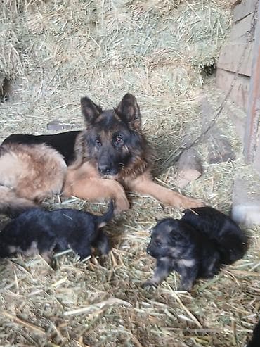 заводчики собак: Немецкая овчарка, 2 месяца, Самка — 5