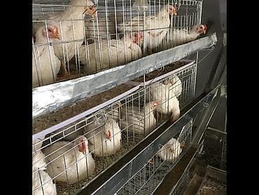 куры бройлеры: Продаю | Цыплята | Бройлерная | Для разведения — 8