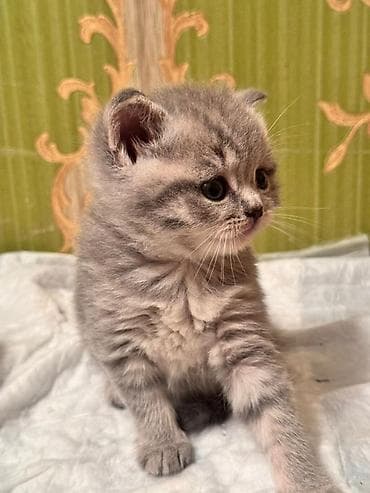 породистые кошки цена: Породистые котята серых и бежевых окрасов. Описание: - Тип — 9