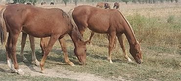 вязка лабрадор: Продаю | Кобыла (самка) | Для разведения | Племенные — 1