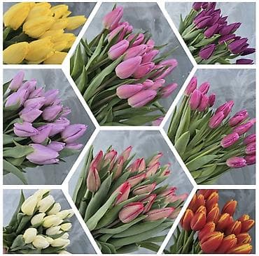 тулпан оптом: Тюльпаны Оптом и в розницу - Разнообразие оттенков: жёлтые, розовые — 1