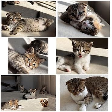 Продаются очаровательные котята 🐾 📅 Дата рождения: 01.02.2026 🐾