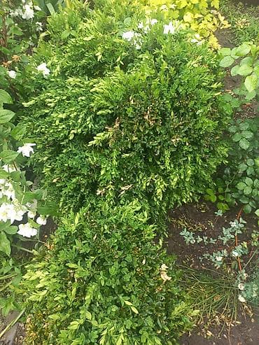 Самшит: Самшит (Buxus sempervirens) – декоративные вечнозелёные кусты для сада — 1