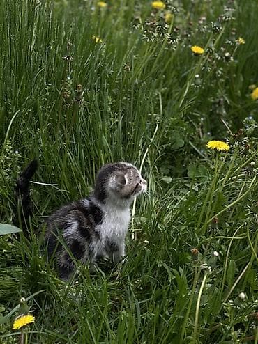 Үй жаныбарлары: Котята шотландской породы скоттиш фолд и скоттиш страйт Приучены к — 3