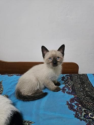 2 месяца, Девочка, Приучена к лотку
