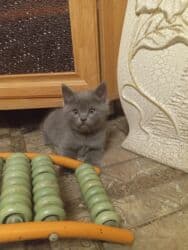 американская жесткошёрстная кошка цена: Продаются котята от британской кошки 2 месяца пушистый комочек — 6