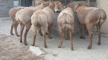 купить бельгийскую овчарку малинуа: Продаю | Ягненок | Арашан — 3