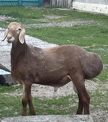 далматинец цена бишкек: Продаю | Ягненок, Баран (самец) | Арашан — 2