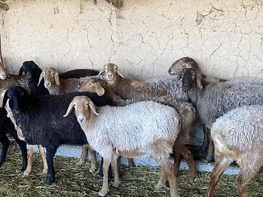 бирка для баран: Продаю | Овца (самка) | Арашан | Для разведения | Ярка — 1