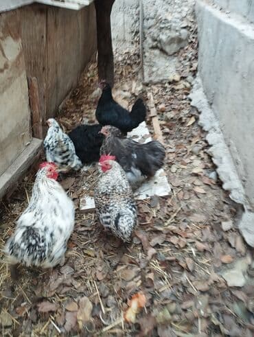 диффенбахия растения: Продаю карликовых кур цены от 600 до 800 сом — 1