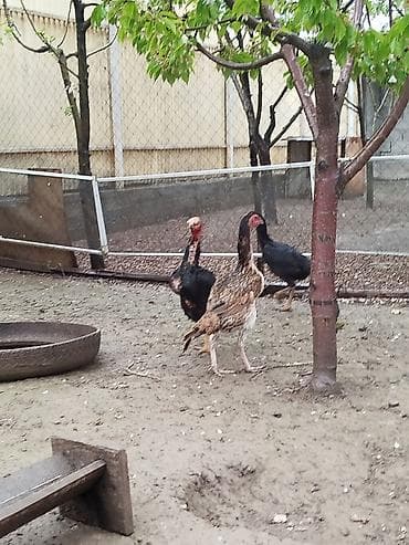 суточный квартира джалал абад: Дакан мекиштер сатылат активный 8 штук бар алмашу жолдору бар жемге — 4