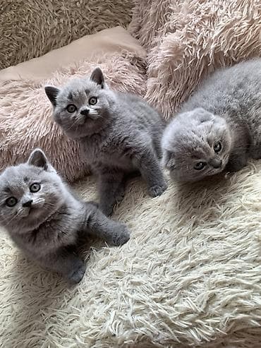Британские котята, окраc голубой (blue). Классическая плюшевая шубка