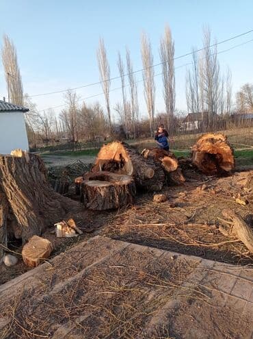 цены на строительные работы в бишкеке 2022: Услуги арбориста обследование дерева и экспертная оценка его — 12