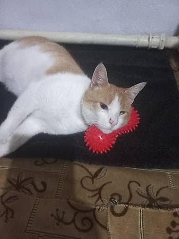 Отдам даром кошку: 2 года, Мальчик, Кастрирована, Метис, Приучена к лотку — 2