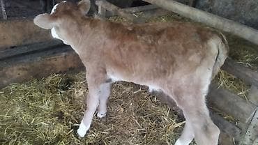 коровы симентал: Продаю | Тёлка | Полукровка | На откорм — 8