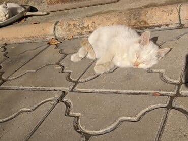 экзотическая кошка цена: Котята, домашние, игривые. Описание: - Окрас: кремово-белый — 6