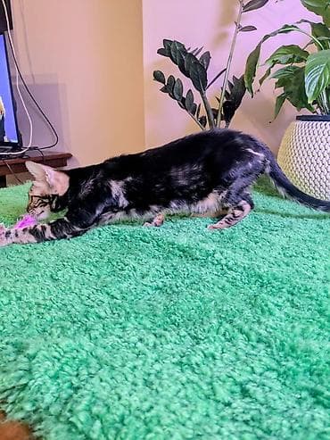 Продажа кошек: Бенгальская, 3 месяца, Мальчик, Черный, Приучена к лотку, Проглистована, С документами — 7