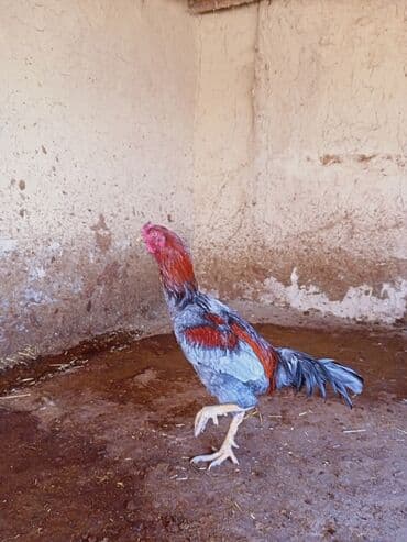 животные птицы: Продаю | Петух | Бойцовая | Для разведения — 3