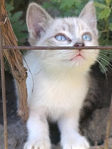 Животные: Кошка даром: Беспородная, 2 месяца, Девочка — 6