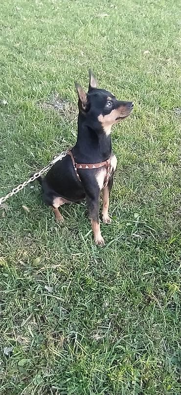 Башка жаныбарлар: Той-терьер, 4 жаш, Эркек, Эмделген — 1