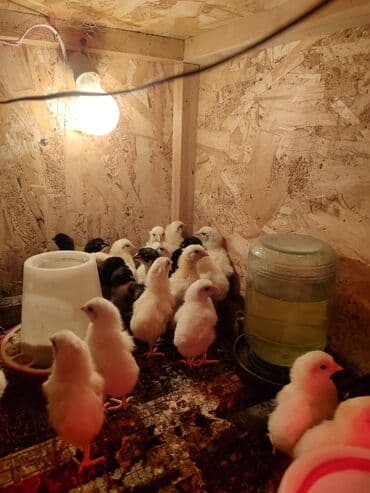 дом для кур: Продаю | Цыплята, Инкубационные яйца | Леггорн | Для разведения, Несушки — 7