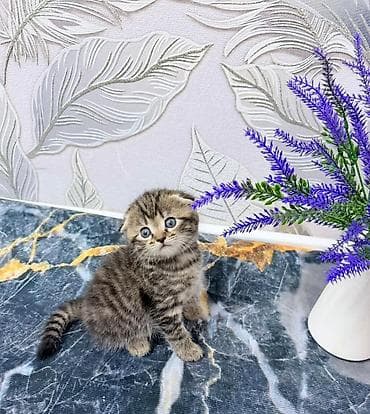 Скотиш Фолд (Шотландская вислоухая), 1 месяц, Девочка