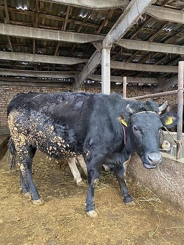 товары для животных: Продаю | Тёлка | Швицкая | Для разведения, Для молока — 1