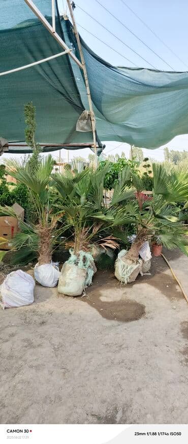 продажа рассады: Көчөттөр гүлдүн — 8