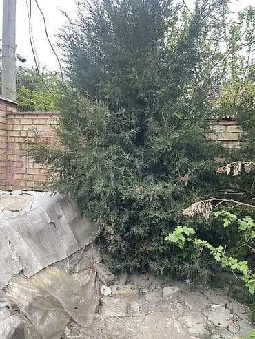 новогодный: Ель/пихта крупномеры для пересадки. - Несколько взрослых хвойных — 3