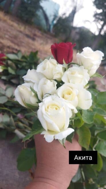 теплица цветы бишкек: Черенки цветка: Розы — 28