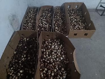 Продю Луковицы Голандских тюльпанов для посадки,7сом за штуку,в общем