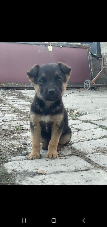 отдам животных в хорошие руки: Отдам шенков даром. ЗВОНОЧКИ — 5