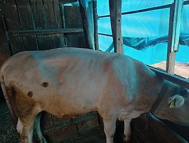 продаю корову с теленком: Продаю | Бык (самец) | На откорм | Привязанные — 6