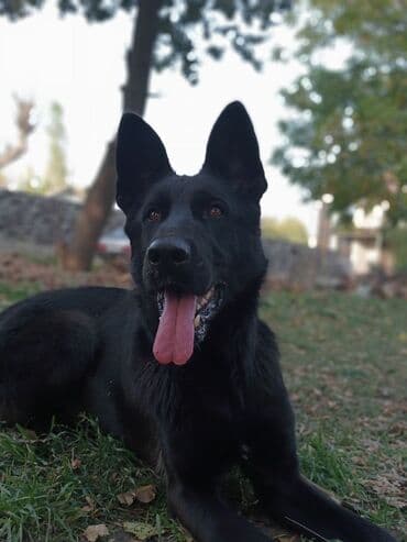 немецкая овчарка собака: Ит бекер берилет: Немис овчаркасы, 8 айлык, Эркек, Эмделген — 12