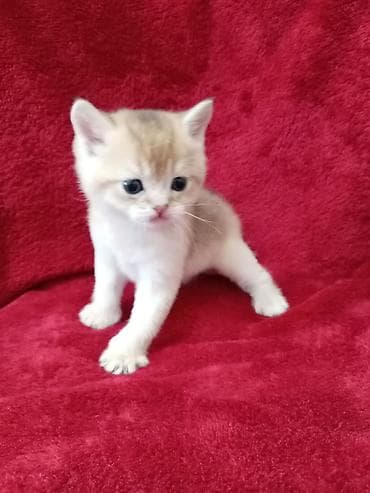 британская лиловая кошка: 💛 Золотое счастье ищет свой дом 💛 Открыто бронирование на шикарного — 9