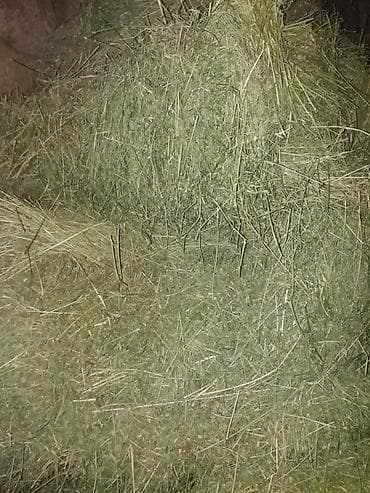 срочно в связи с переездом: Продаю клевер в тюках 1й и 2й укос а так же саманный тюк и пшеницу 3й — 4