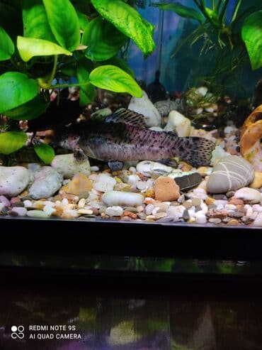 корм для кошек бишкек цена: Аквариум заводской, с крышкой 60 литров, со всеми комплектующими — 6