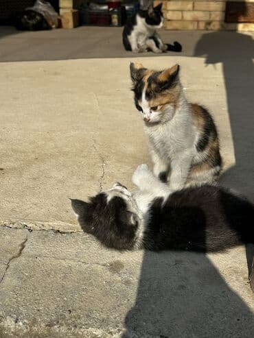 корма для сх животных: Мальчик — 3