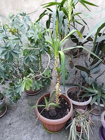 финиковые пальмы: Юкка в горшке - Крупное комнатное растение с одревесневшим стволом и — 1