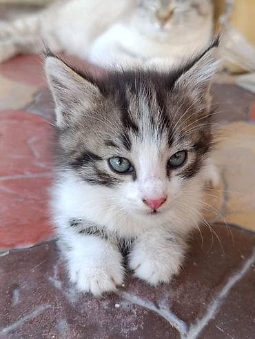 сфинкс даром: Продаются котята 🐾 Три милых и активных малыша ищут дом: — 2 тигровых — 2