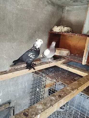 Продаю голубей