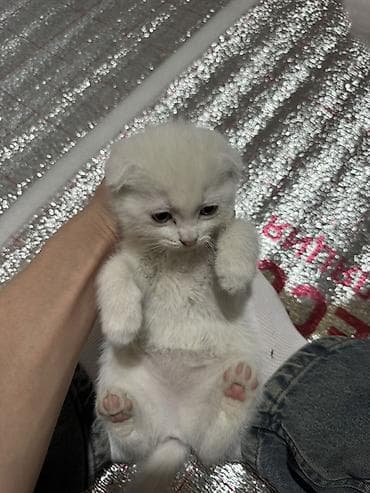 голая кошка девочка: Скотиш Фолд (Шотландская вислоухая), 2 месяца, Девочка, Белый, Приучена к лотку — 2