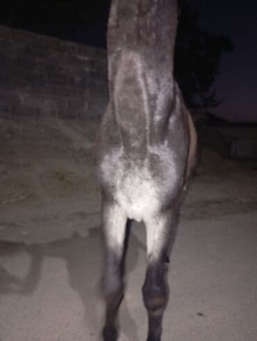 кошки манчкин: Осел рабочий (самец), темно‑бурой масти с белыми отметинами на морде и — 1