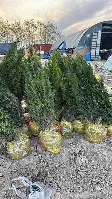 верблюжья колючка: Саженцы туи (хвойные, с комом земли) - Породы: колоновидные и — 1