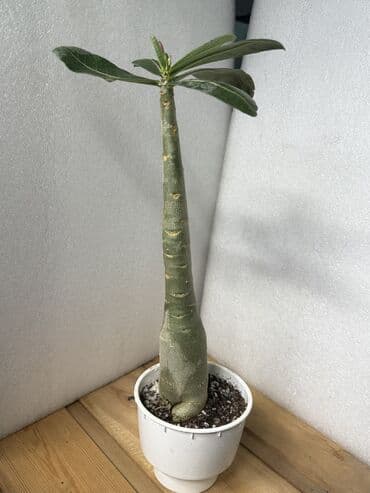 Диффенбахтар: Аденуим obesum с бутонами . Роза пустыни) Пересадка не требуется — 4