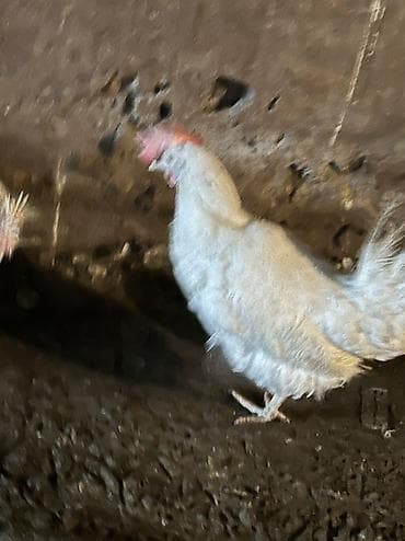 маленькие попугаи: Продаю несушек 300 голов 
1,5 года — 6