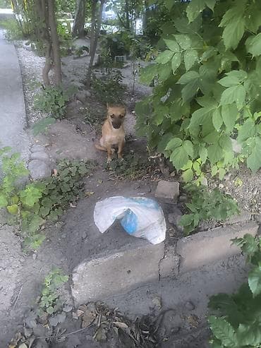 Собаки: Пожалуйста, заберите кто нибудь собачку, добрая, отзывчивая — 3
