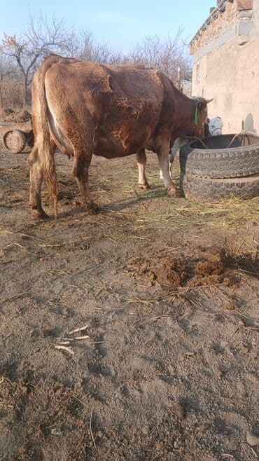 Продаю | Корова (самка) | Полукровка at lalafo.kg Продаю | Корова (самка) | Полукровка